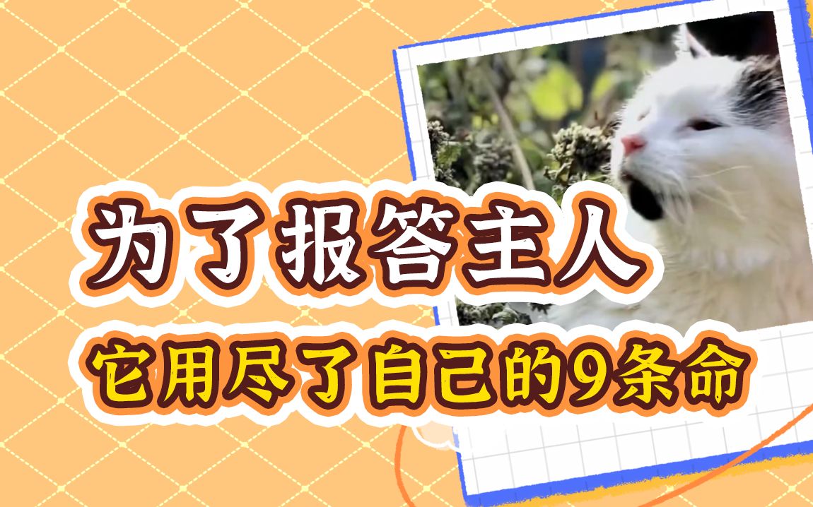 猫真的有九条命!哔哩哔哩bilibili