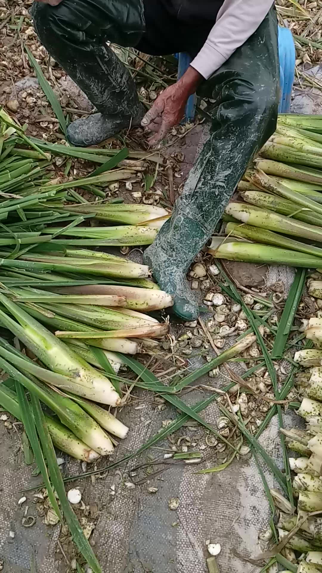 與採水筍的農民伯伯閒聊,於漳州龍海市顏厝鎮九龍江長邊村附近田野上