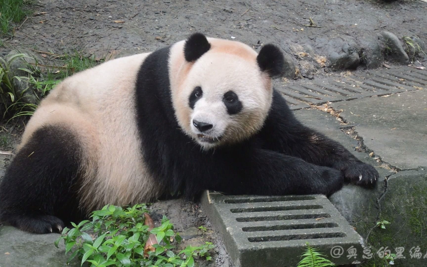 大熊猫五一突然回眸的五一叔诶不系来给窝送饭的咩