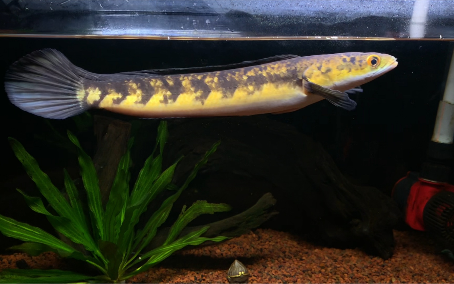 黄魔神雷龙 21.8.17