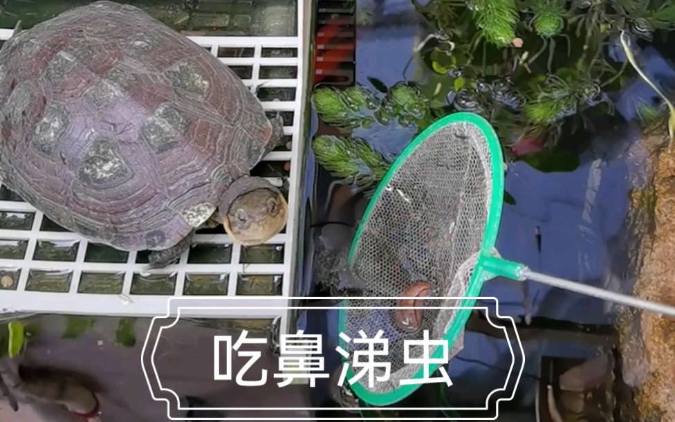 活动  乌龟吃鼻涕虫