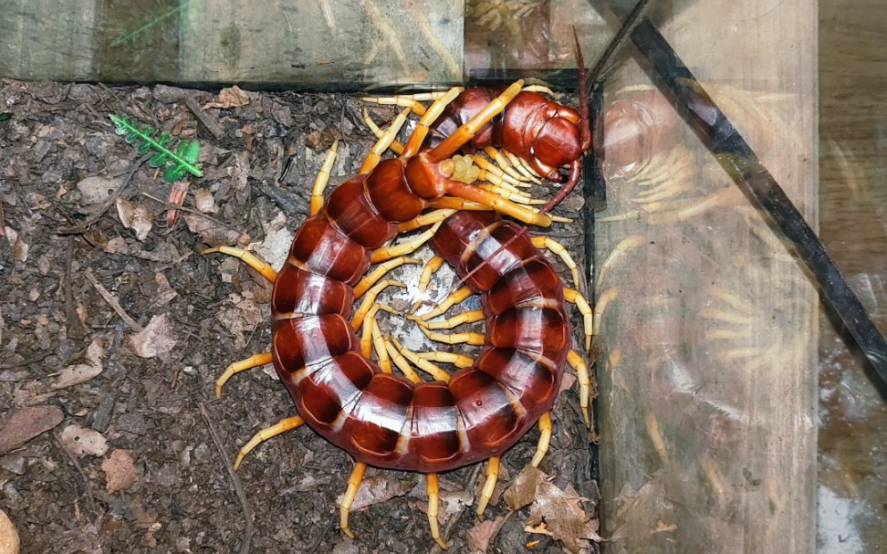 28cm的秘鲁巨人蜈蚣居然下水蛋了_哔哩哔哩_bilibili