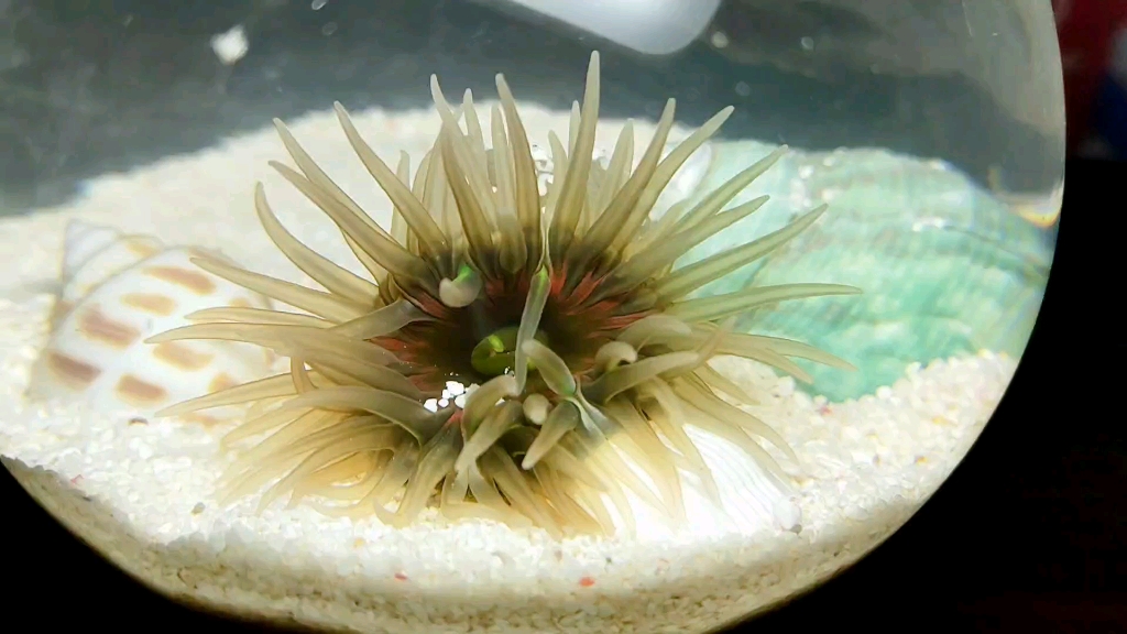 绿疣海葵的每一个触角都有自己的想法_哔哩哔哩_bilibili