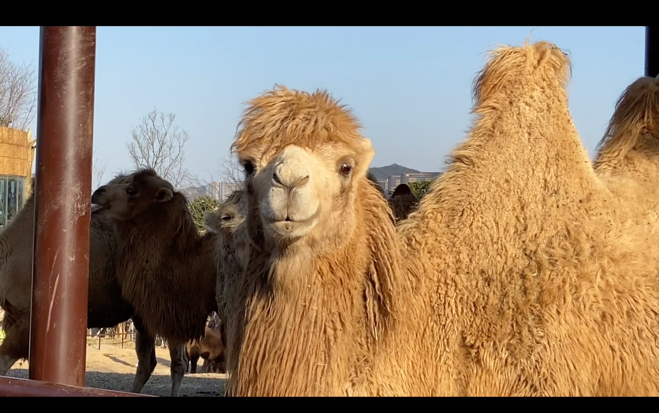 vlog湖州长兴龙之梦动物园自驾游