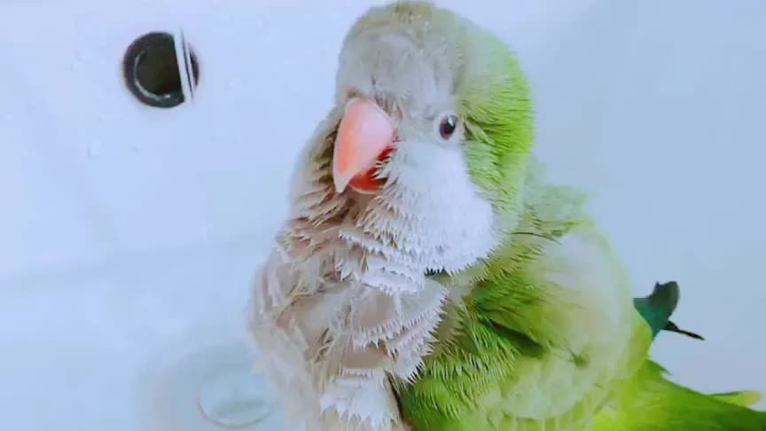 呆萌可爱的和尚鹦鹉,性价比最高的鹦鹉_哔哩哔哩_bilibili