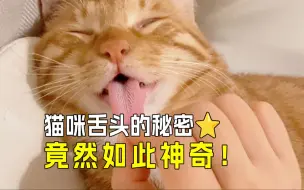 😸猫咪舌头的秘密：舔你可能是求救信号🆘