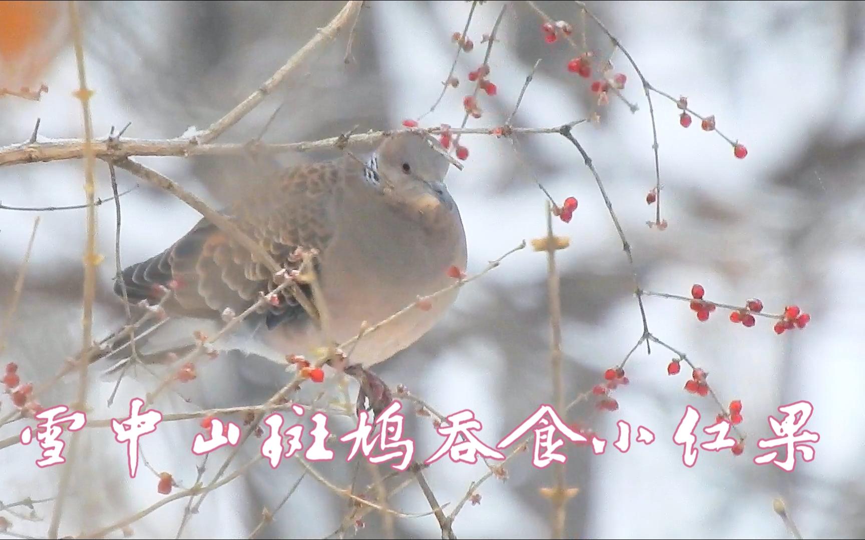 [图]雪中山斑鸠吞食小红果