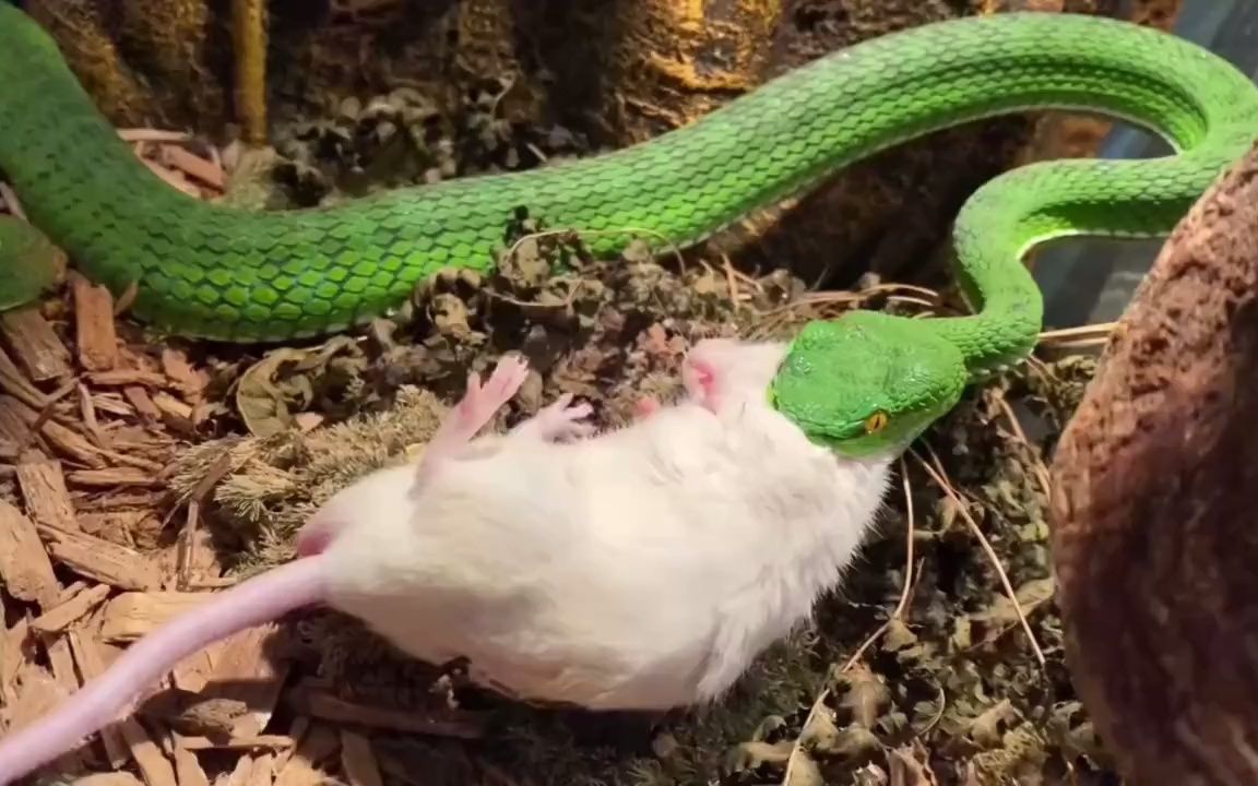 饿了三天的宠物青蛇看到一只大白老鼠,会发生什么?青蛇vs老鼠
