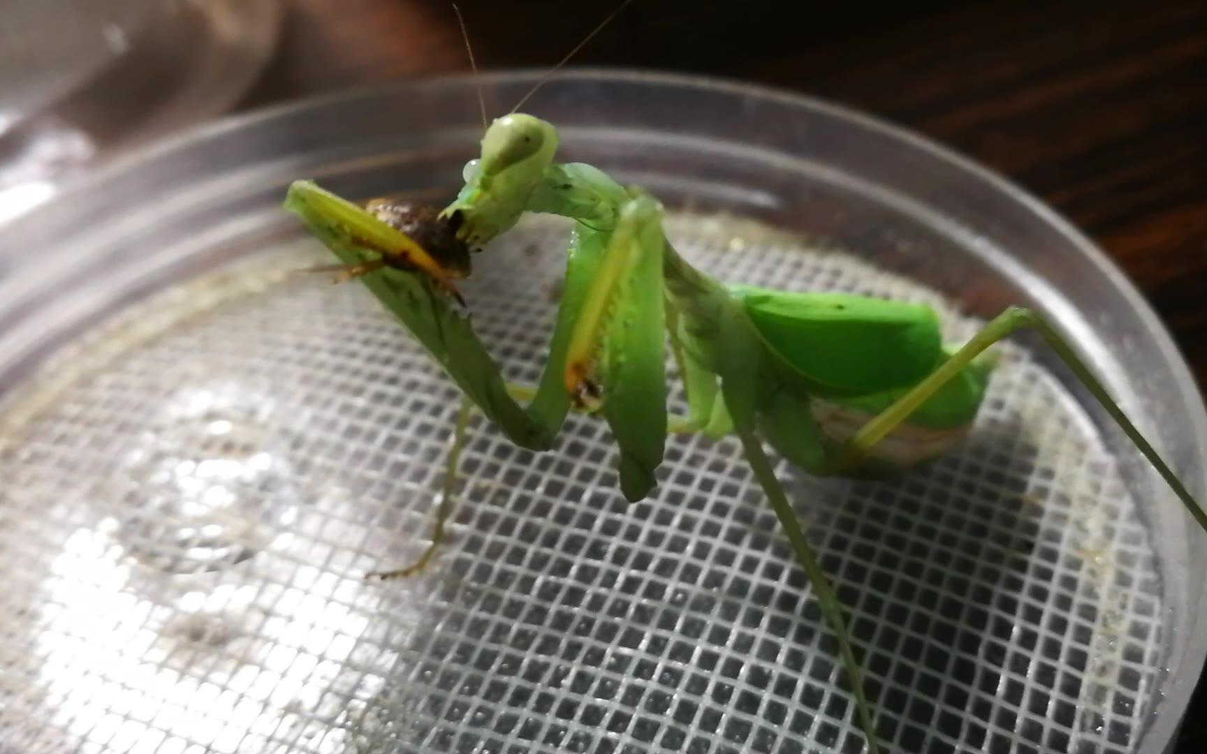 观察老年螳螂咀嚼杜比亚