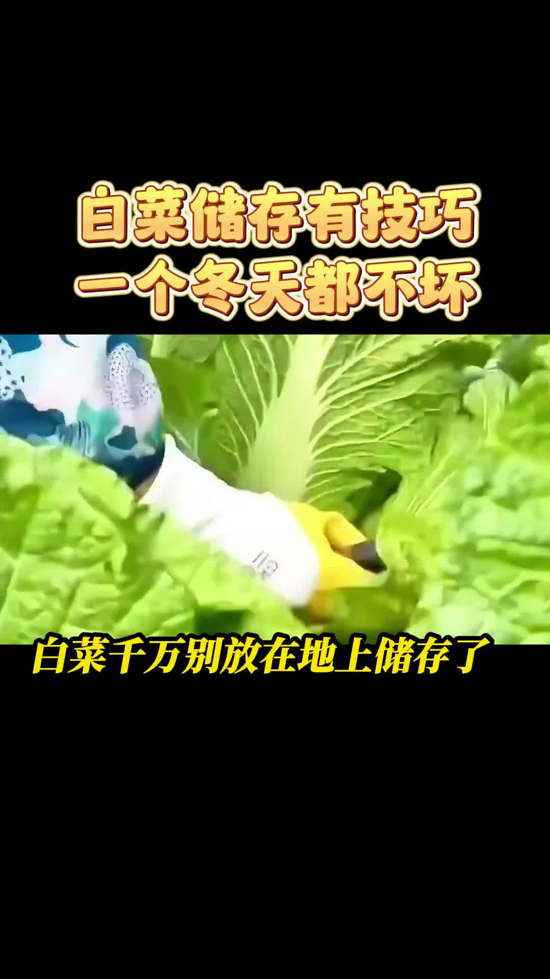 学会这个储存技巧,白菜放一个冬天都不会坏哔哩哔哩bilibili