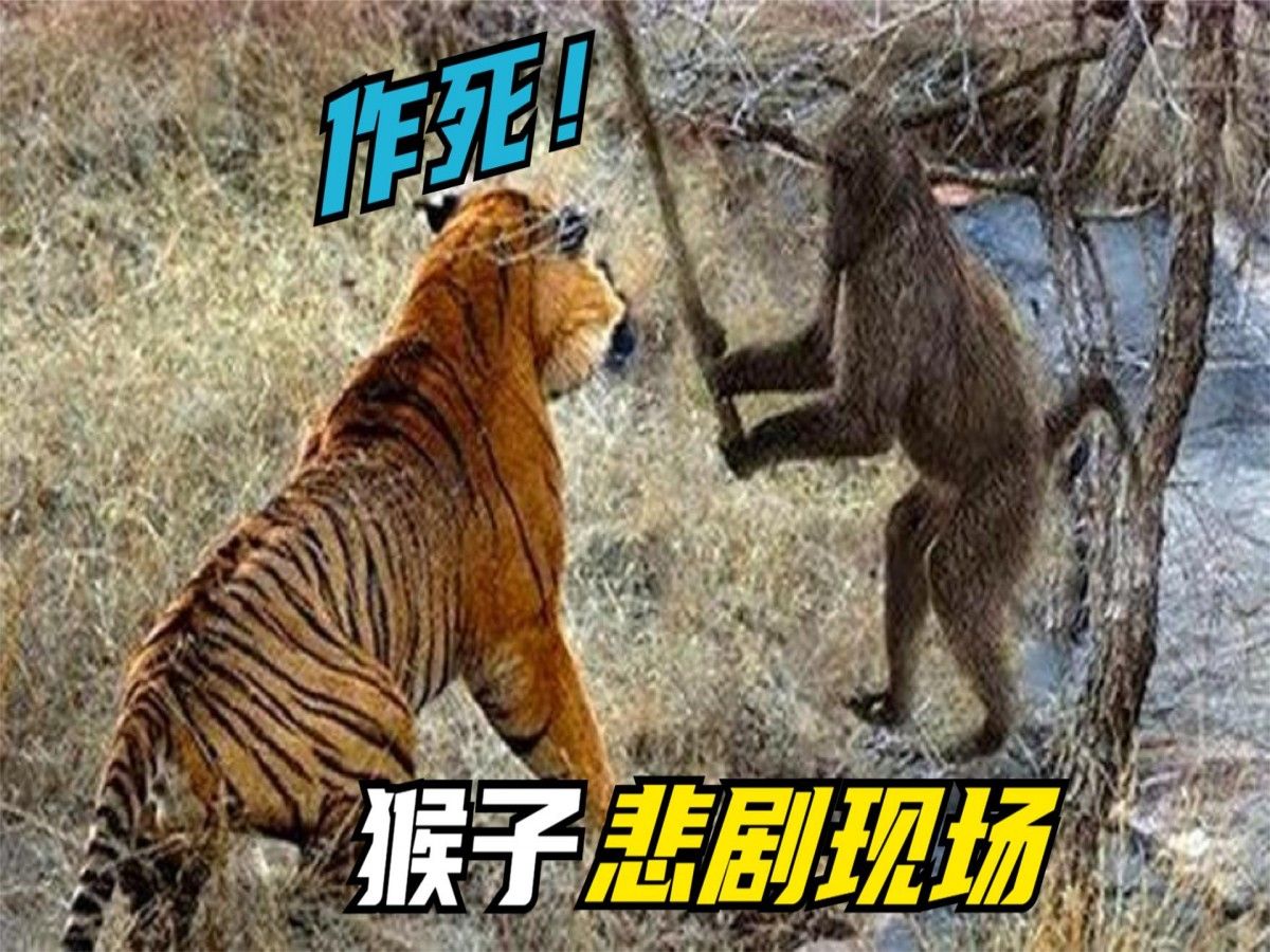 猴子的悲剧现场:作死挑衅戏弄老虎,结果被一口活吞,太解气了!