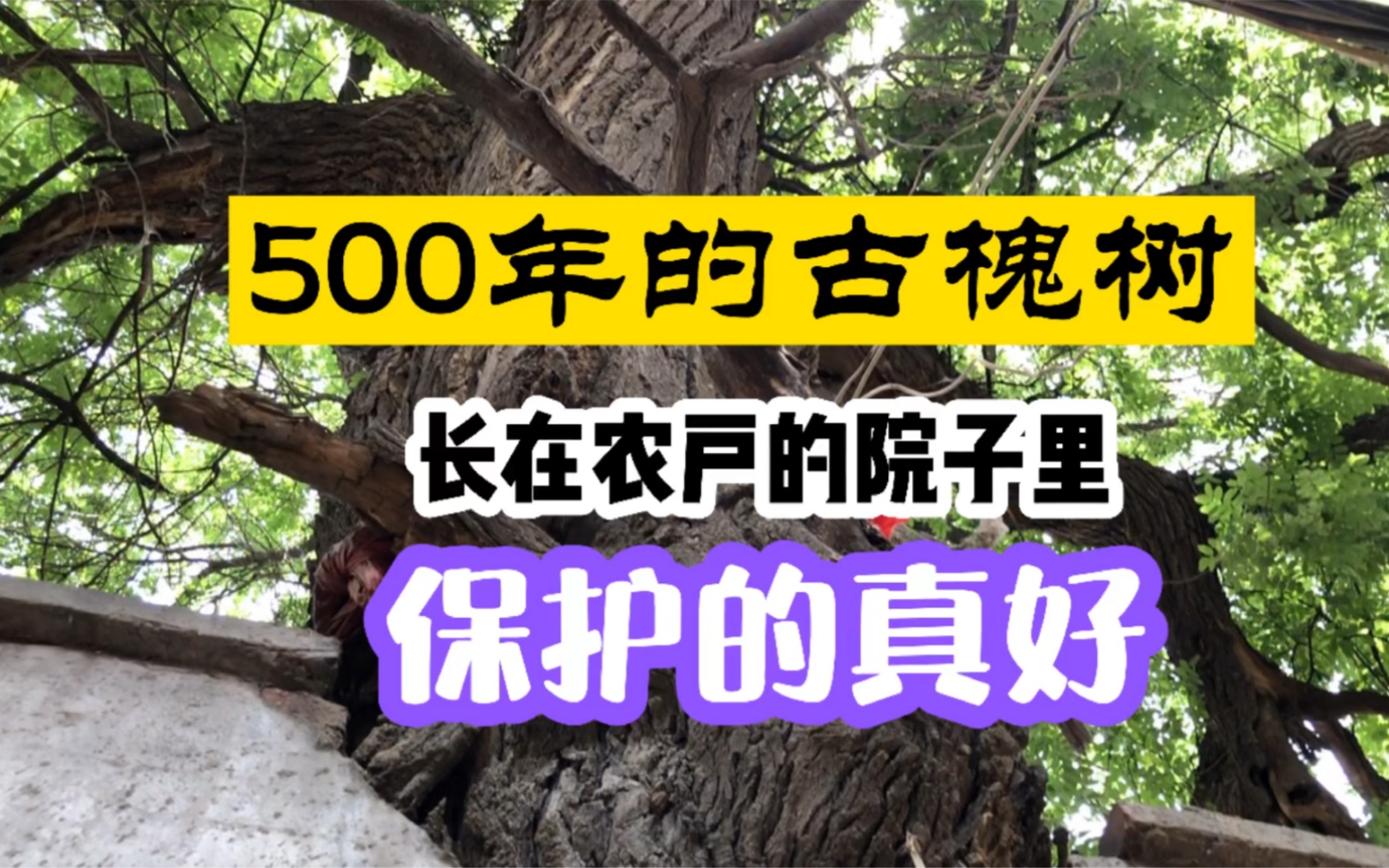 [图]邯郸的广府古城，这户人家的院子里长着一棵500多年的古槐树，古槐也叫“槐仙”，这里堪称古城的风水宝地！