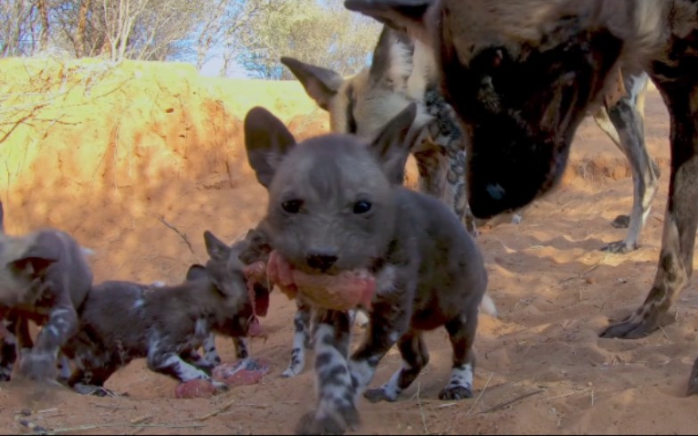 非洲野犬反刍喂食幼崽2021.7.19