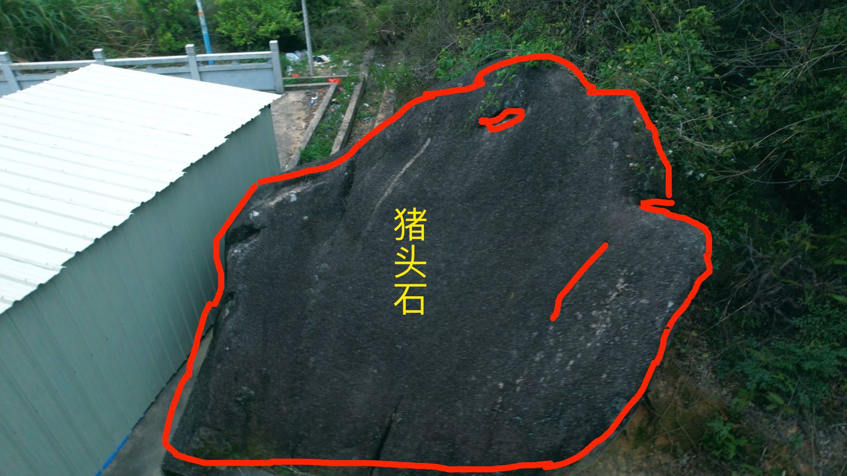广东大山发现一个猪头石,大家看看像不像?