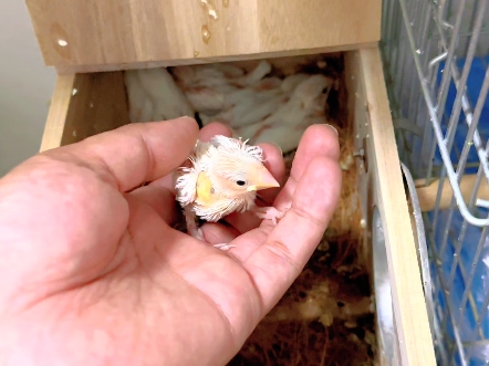 白文鸟雏鸟崽子 喜欢手养鸟 陕西周边接受预定