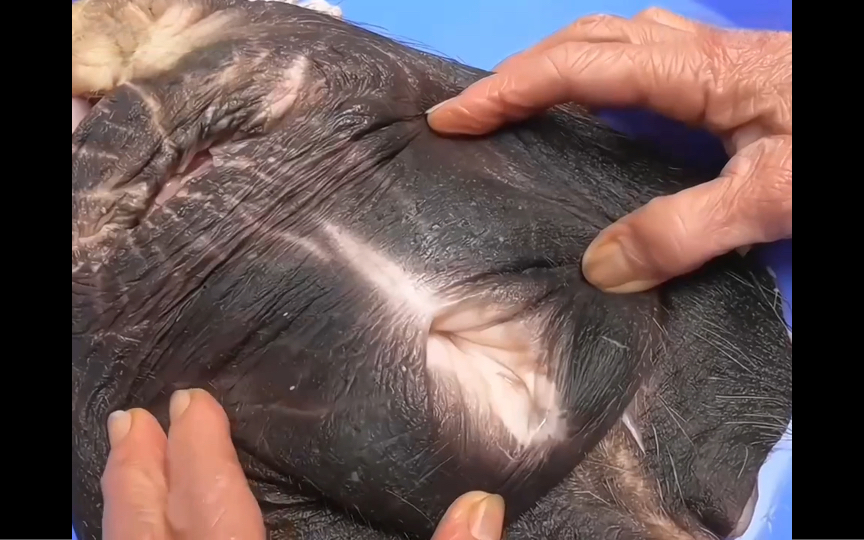 "全新发现:牛欢喜的魅力与味道!