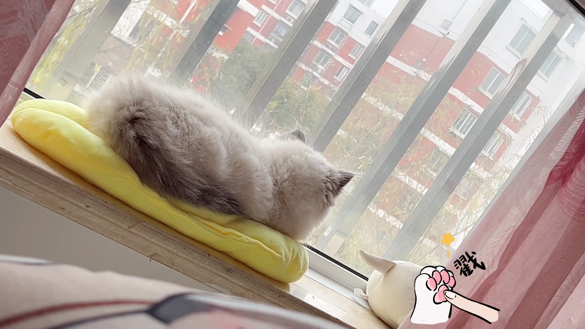 沉迷"看电视"的土豆猫