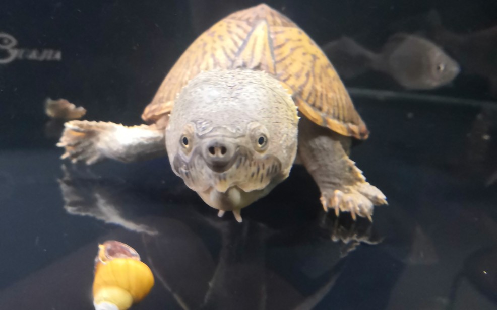 超猛大头剃刀龟爆螺,咔咔响