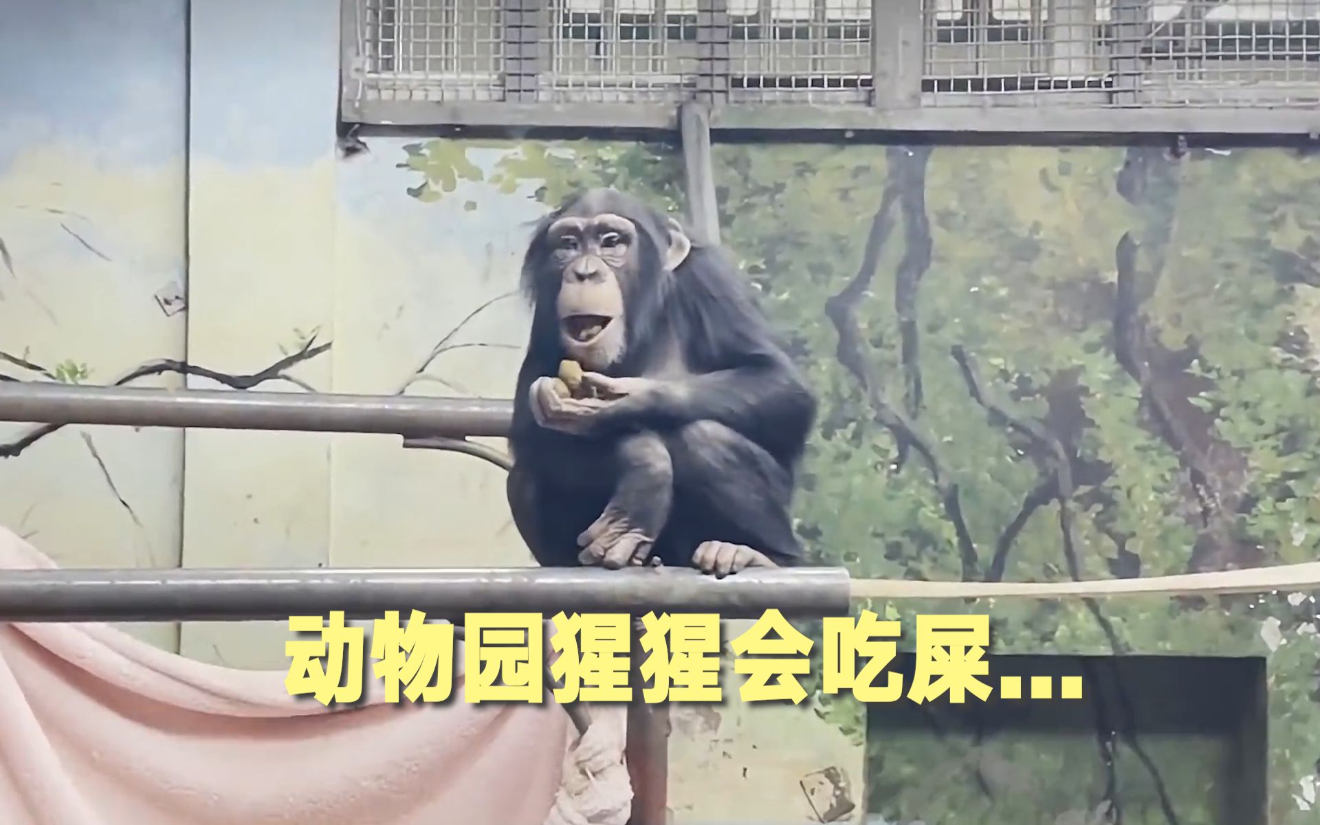 动物园猩猩会吃.网友:我在它脸上看到了得意的神情