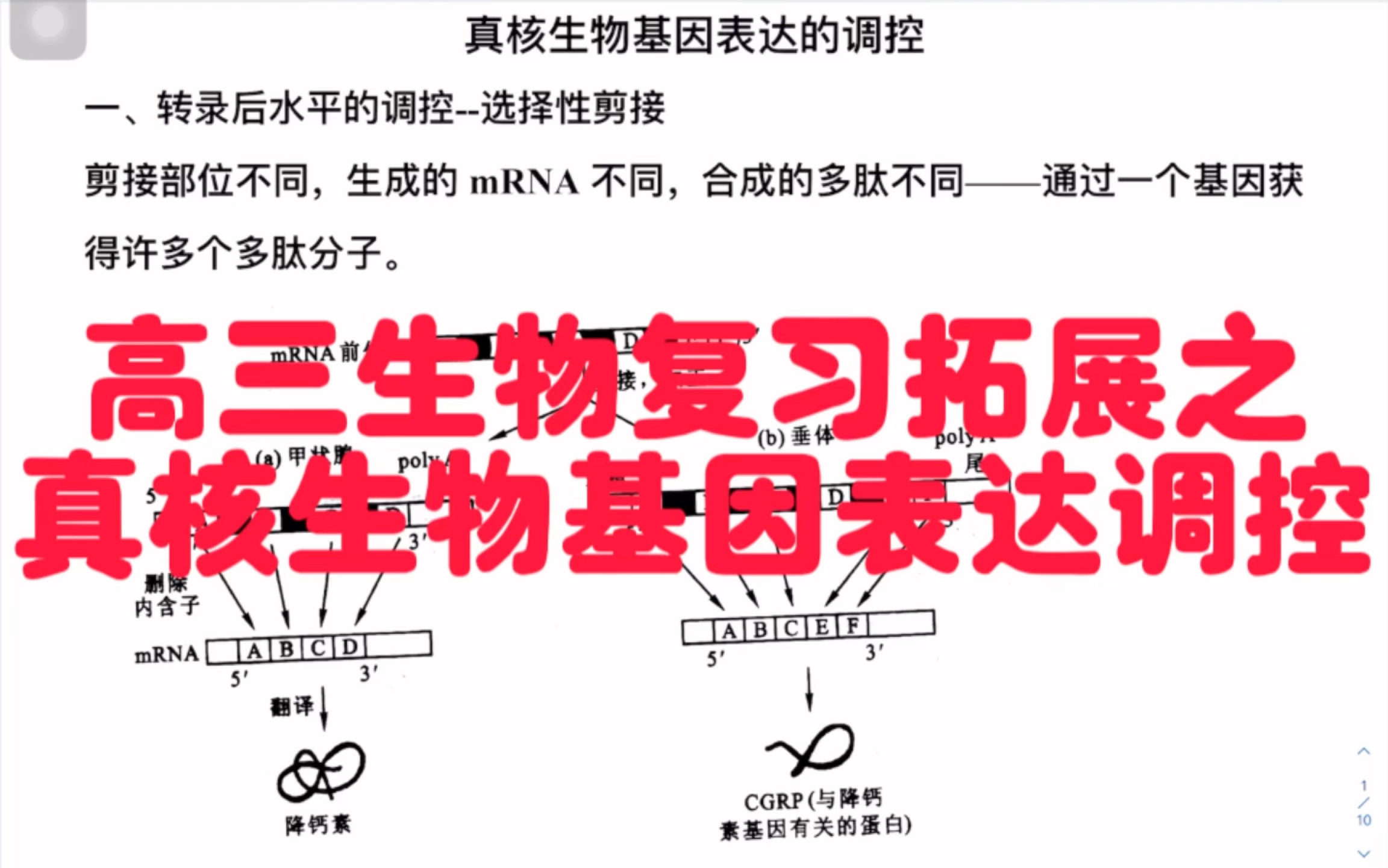 2023年高三生物考前冲刺之真核生物基因表达调控—剪切内含子哔哩哔哩bilibili