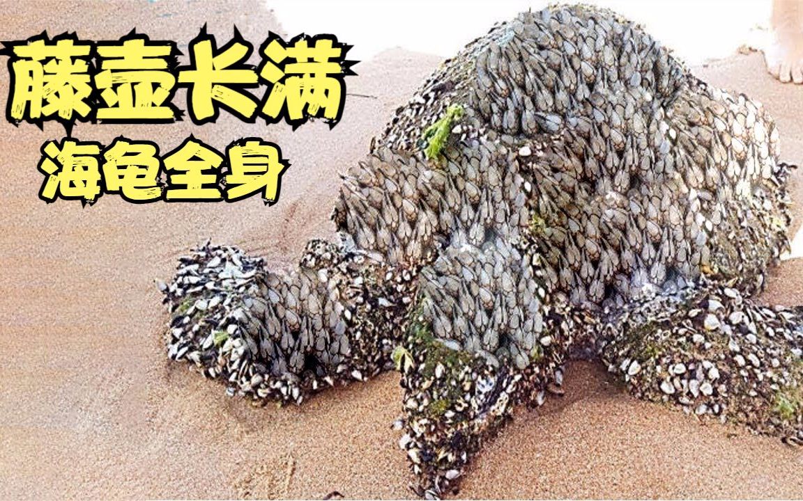 藤壶寄生在海龟后壳,几乎都快长满了跟压着小山一样,帮海龟清理