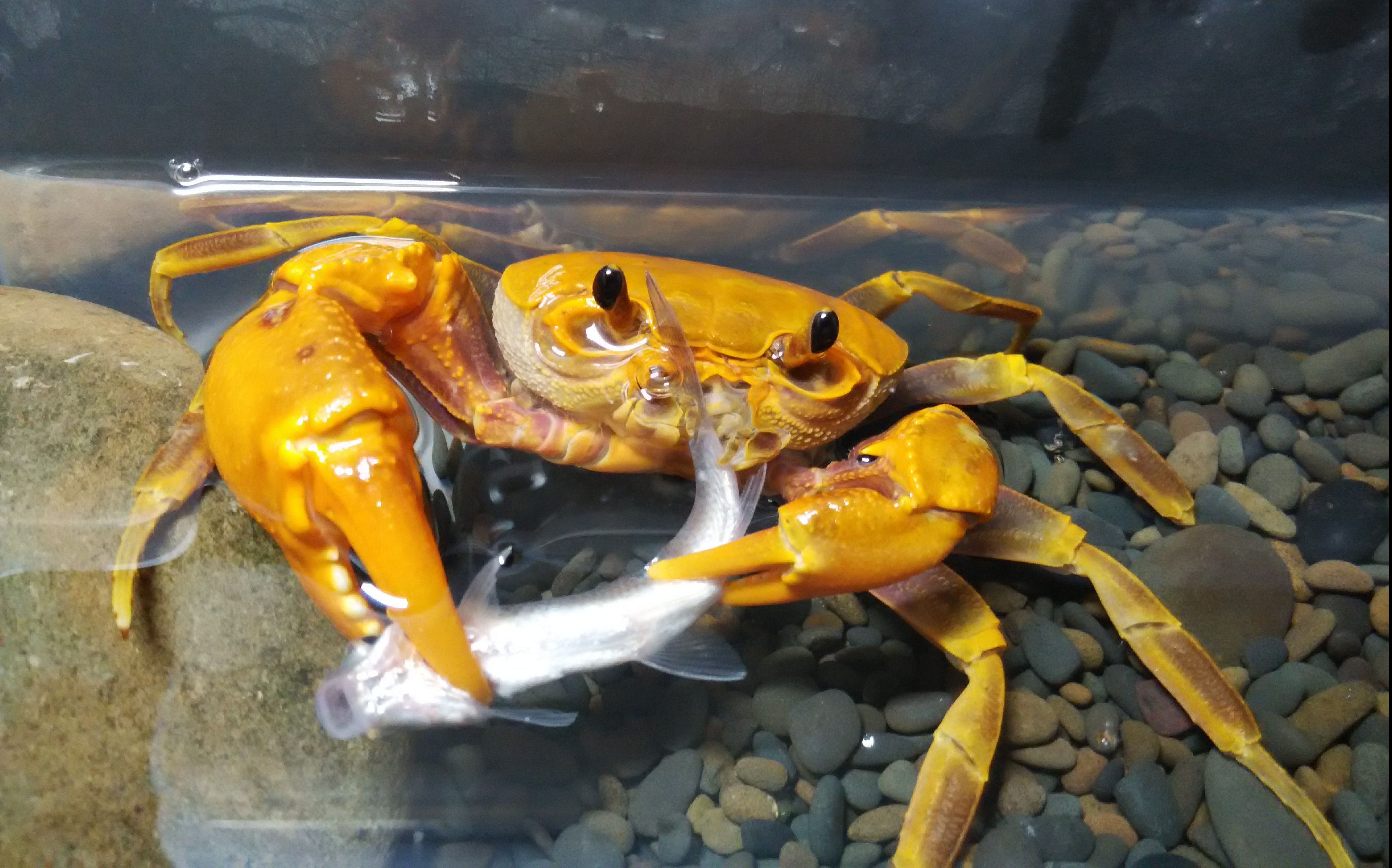 【久违的视频】广东南海溪蟹追食