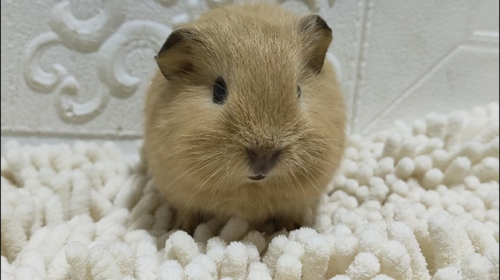 英短奶黄包荷兰猪