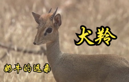 [图]【英国】【纪录片】奶牛的远亲犬羚 A distant relative of a cow, the dog antelope