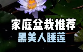 睡莲 哔哩哔哩 Bilibili