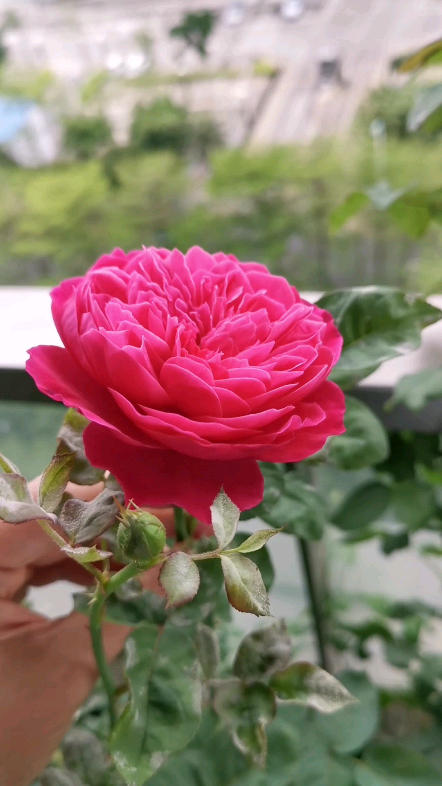 学院月季在光照下会有荧光香味很好闻