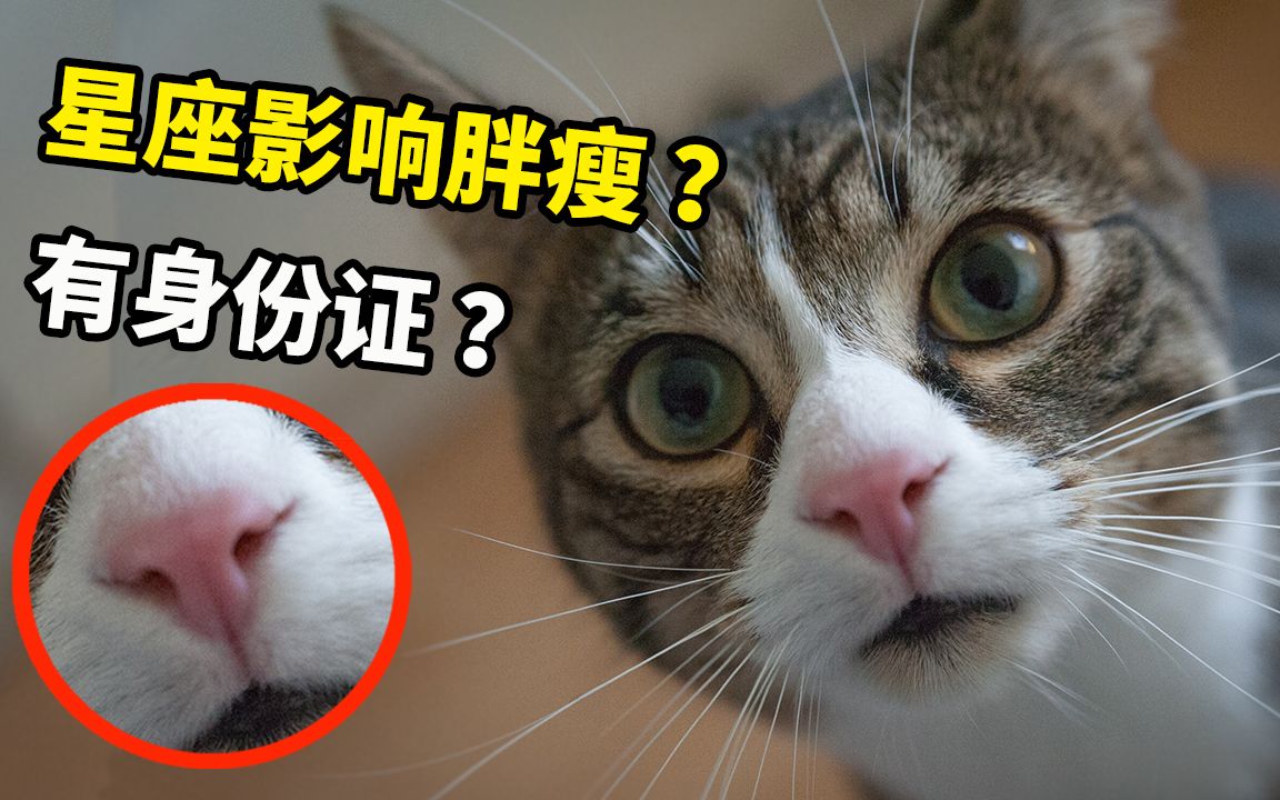 10个有趣的猫咪冷知识,你都知道吗? 【猫咪趣事EP10】哔哩哔哩bilibili