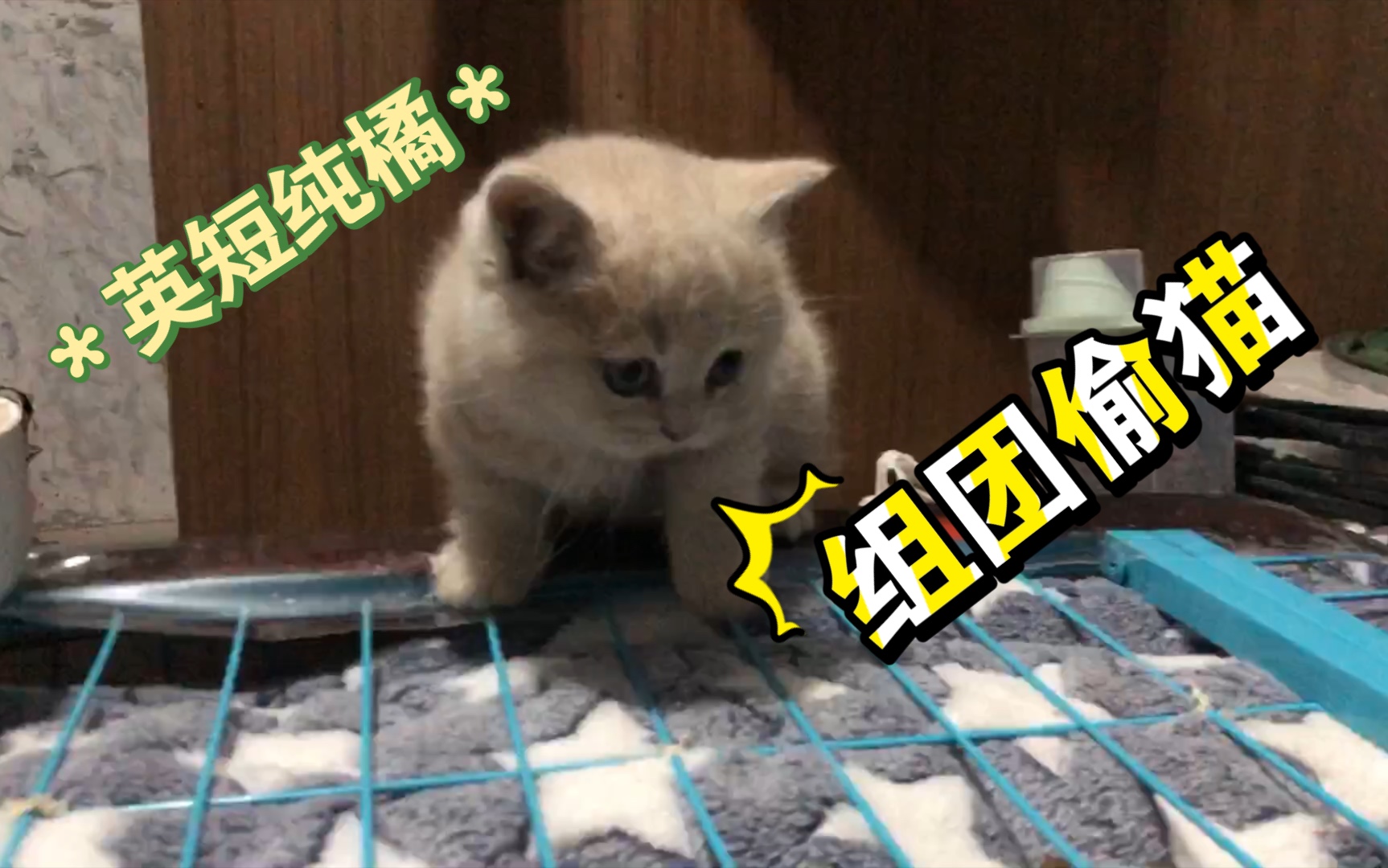 英短纯橘猫 实在太萌了哔哩哔哩bilibili