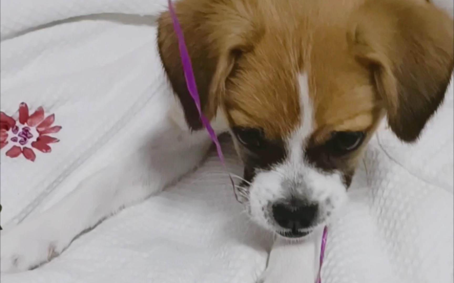 狗狗:新玩具,好耶!〔闹闹日常记录〕_哔哩哔哩_bilibili