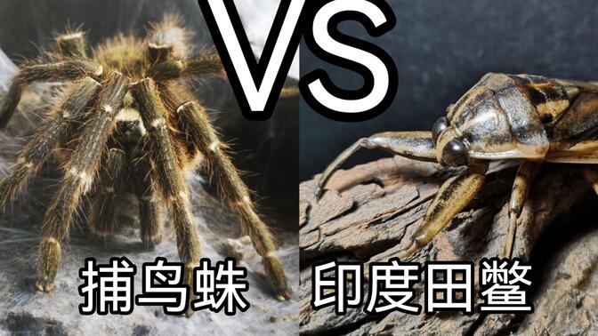 印度大田鳖vs斜角巴布捕鸟蛛