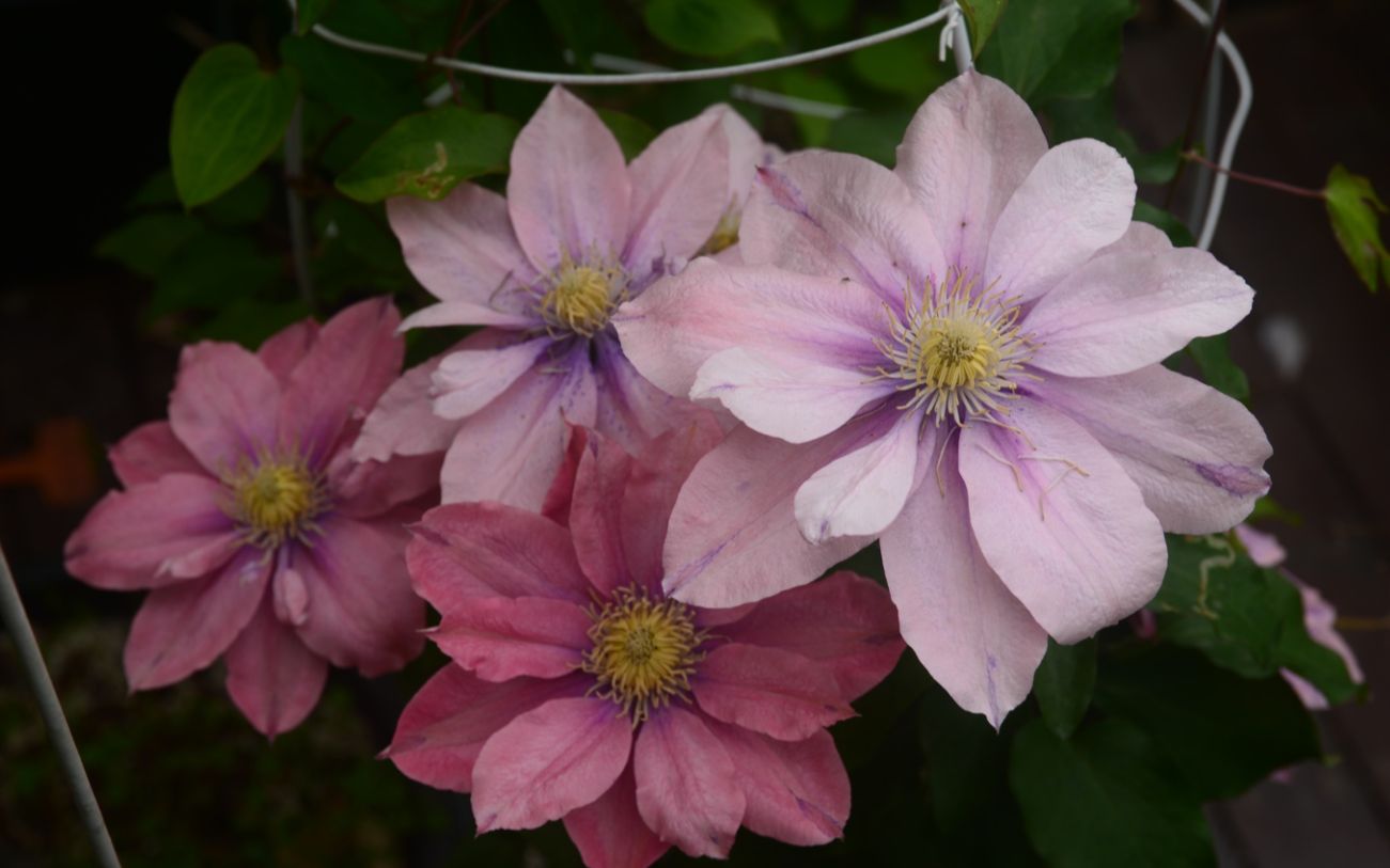 重瓣半重瓣傻傻分不清楚~小美人鱼~斯丽~啤酒