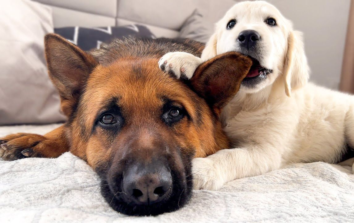 金毛狗狗想要和德牧做好朋友