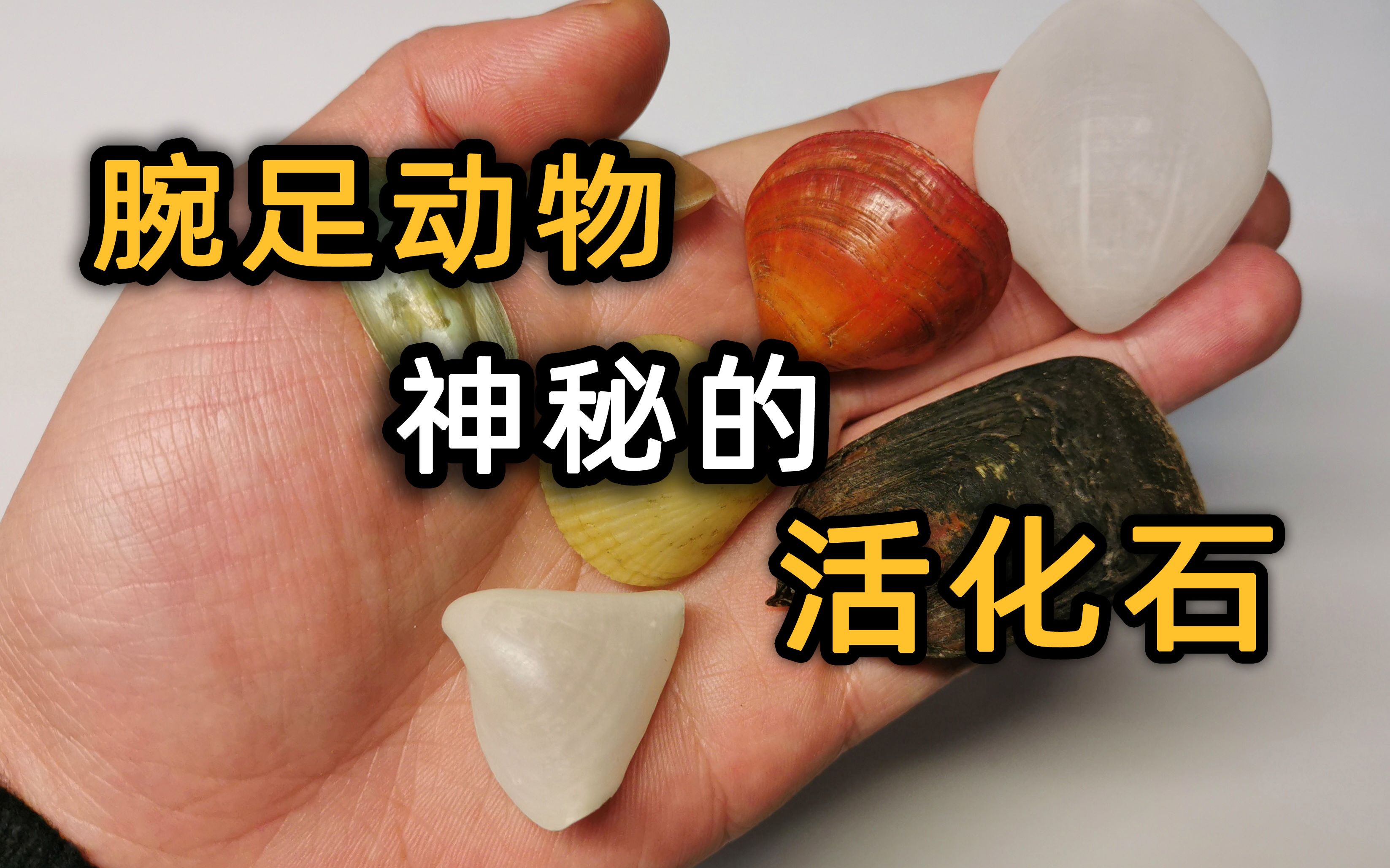 [图]活化石级远古生物，存活至今却鲜有人知！