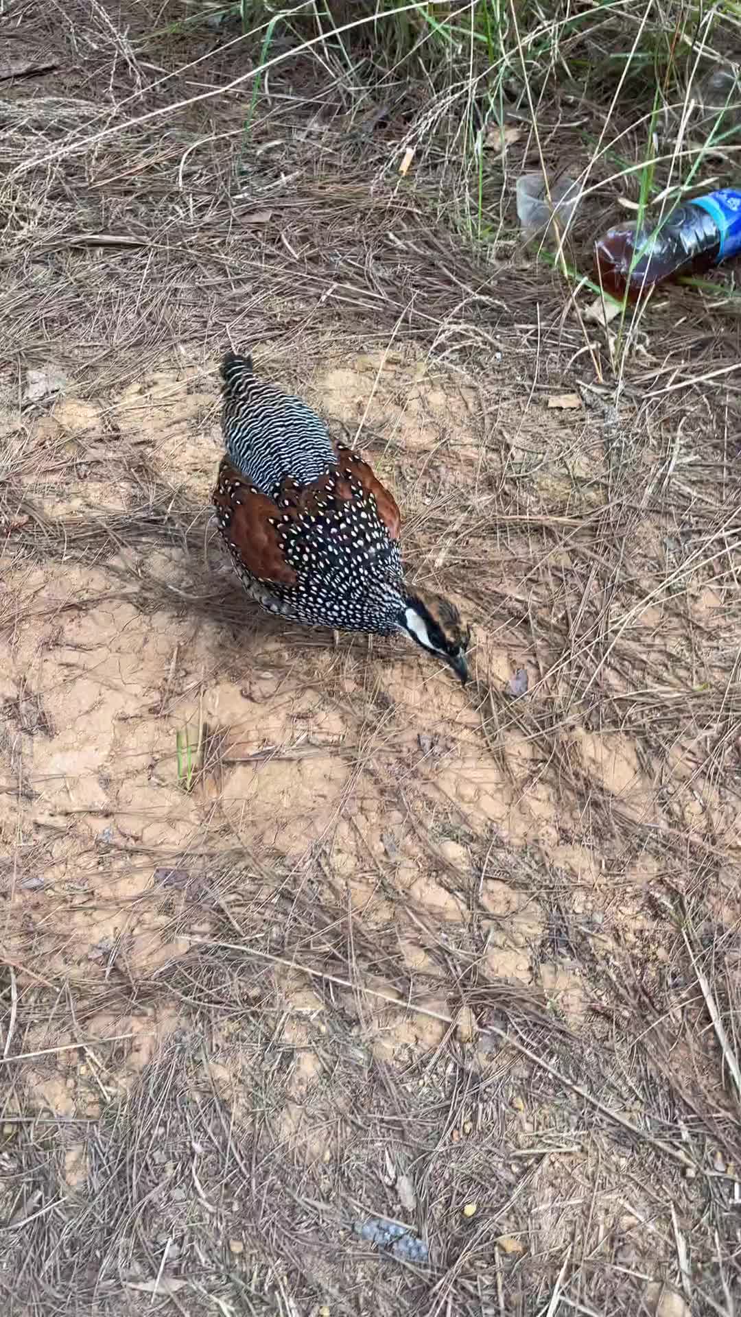 [图]中华鹧鸪鸟