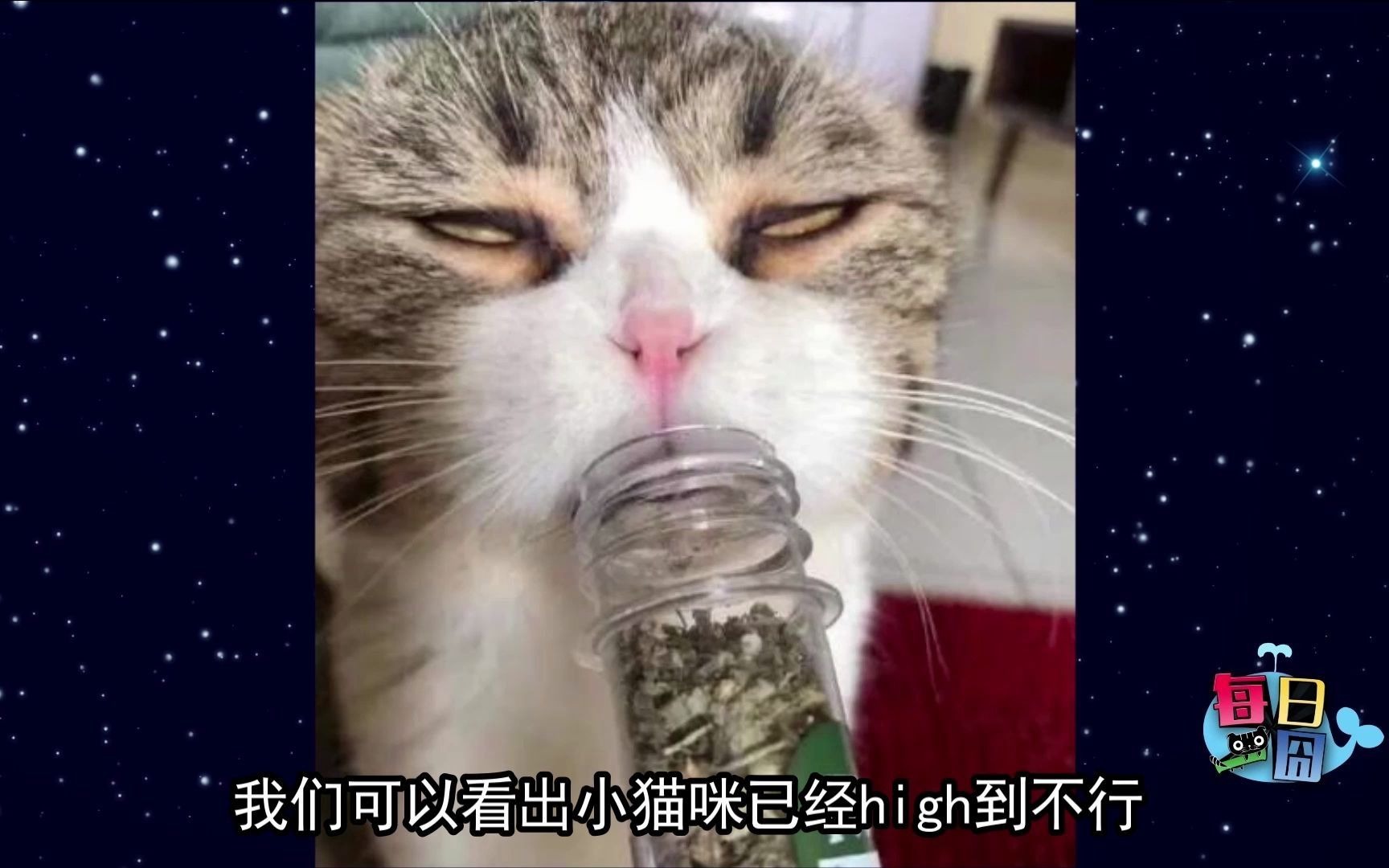 每日一囧爆笑集锦家里养猫的人家是如何学习的猫猫村长