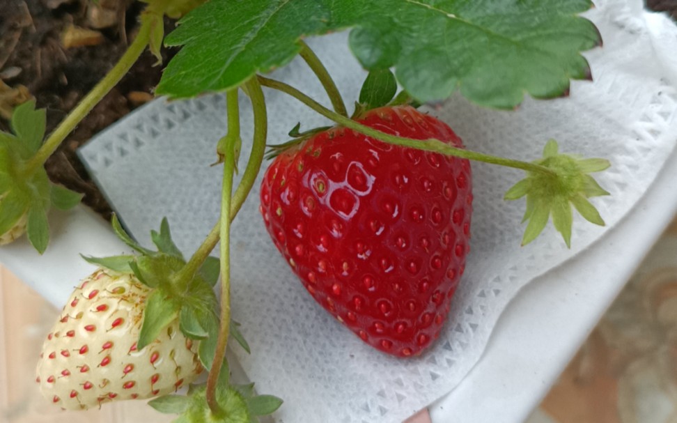 2024年初部分玄玉草莓,宁玉草莓记录