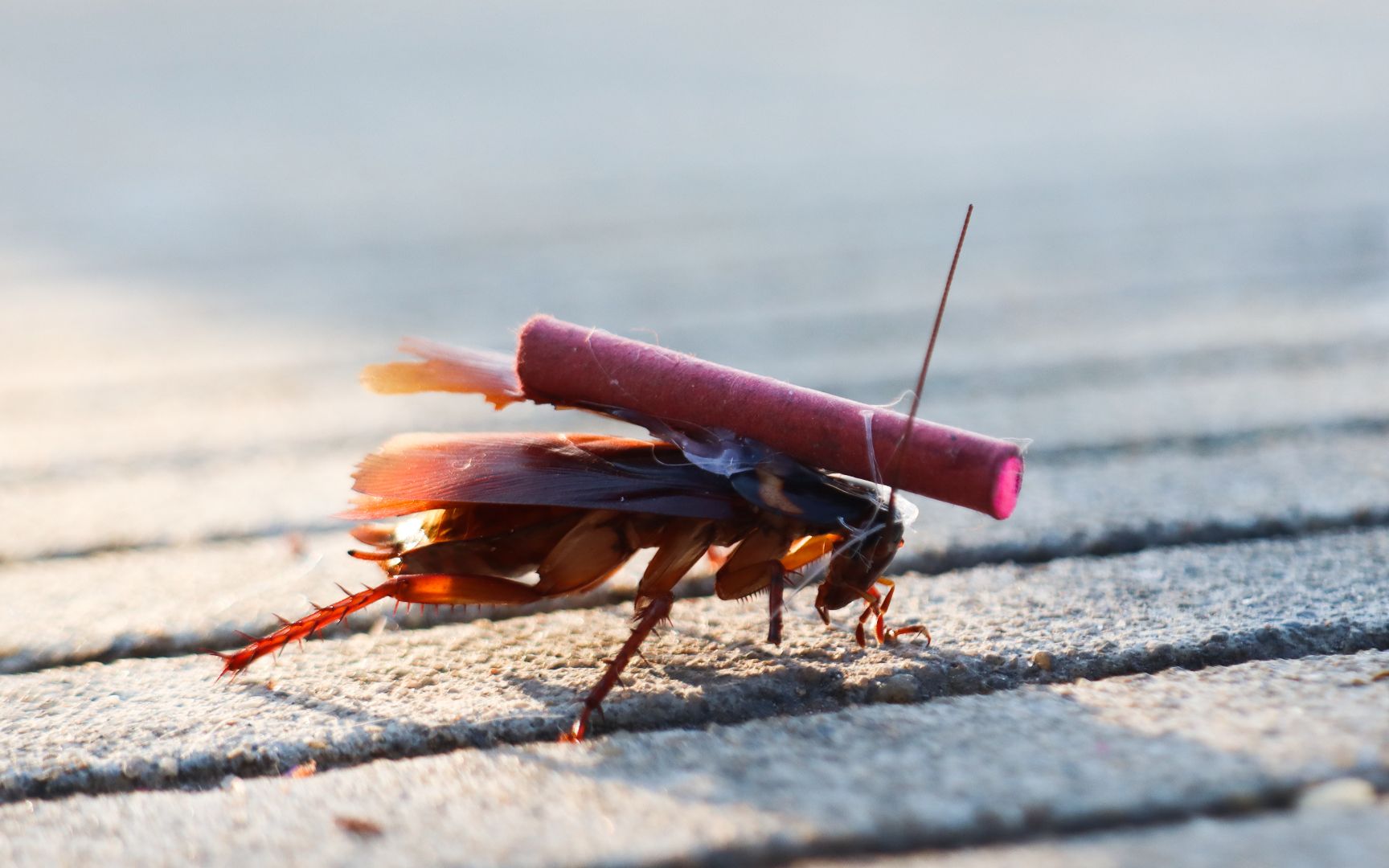 将"火柴炮"粘在"小强"身上,会发生什么呢?