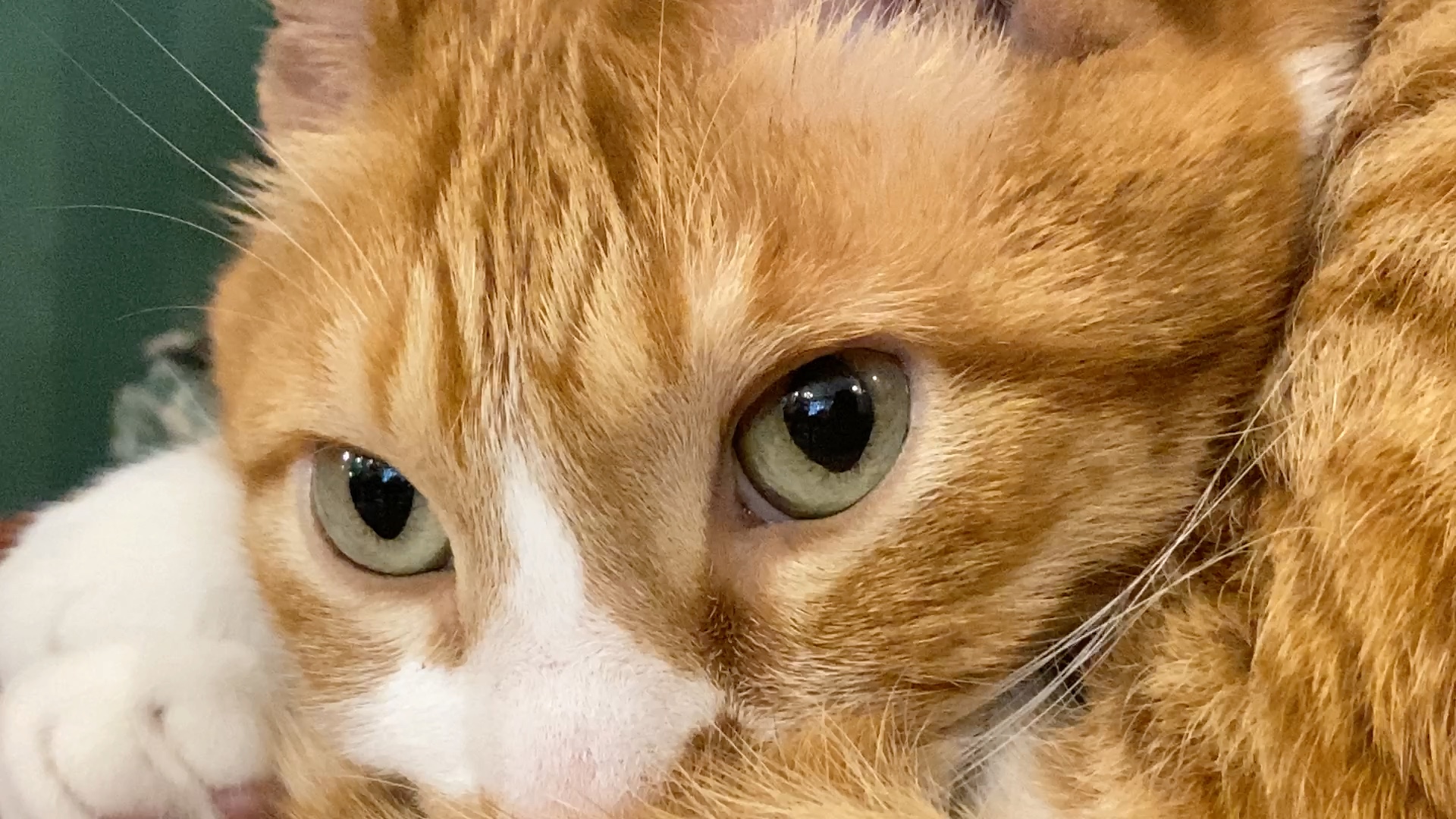 【橘猫】猫咪的眼睛会说话 观察猫咪瞳孔