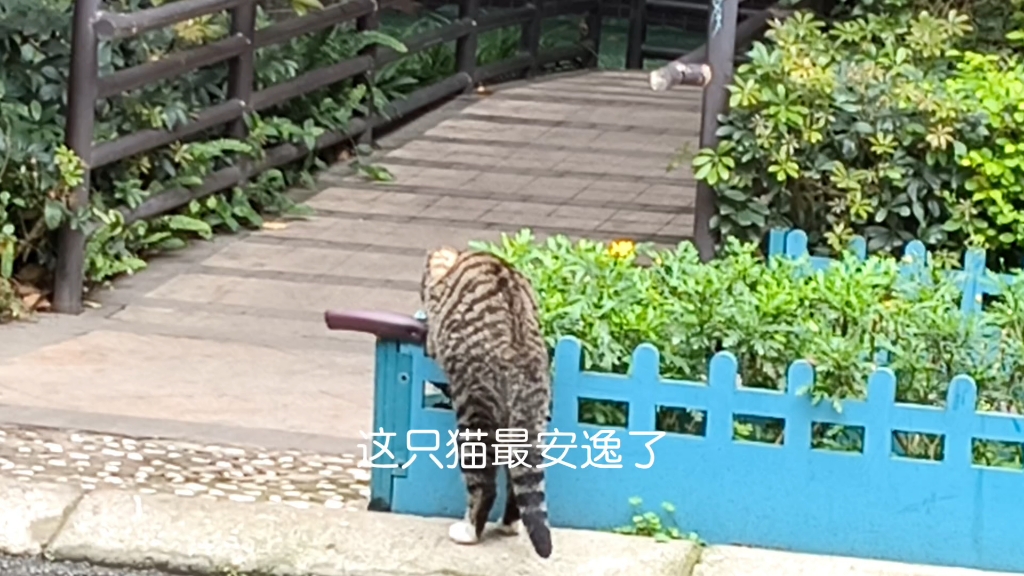 [图]猫生赢家，跳出三贷之外，不在五险之中！