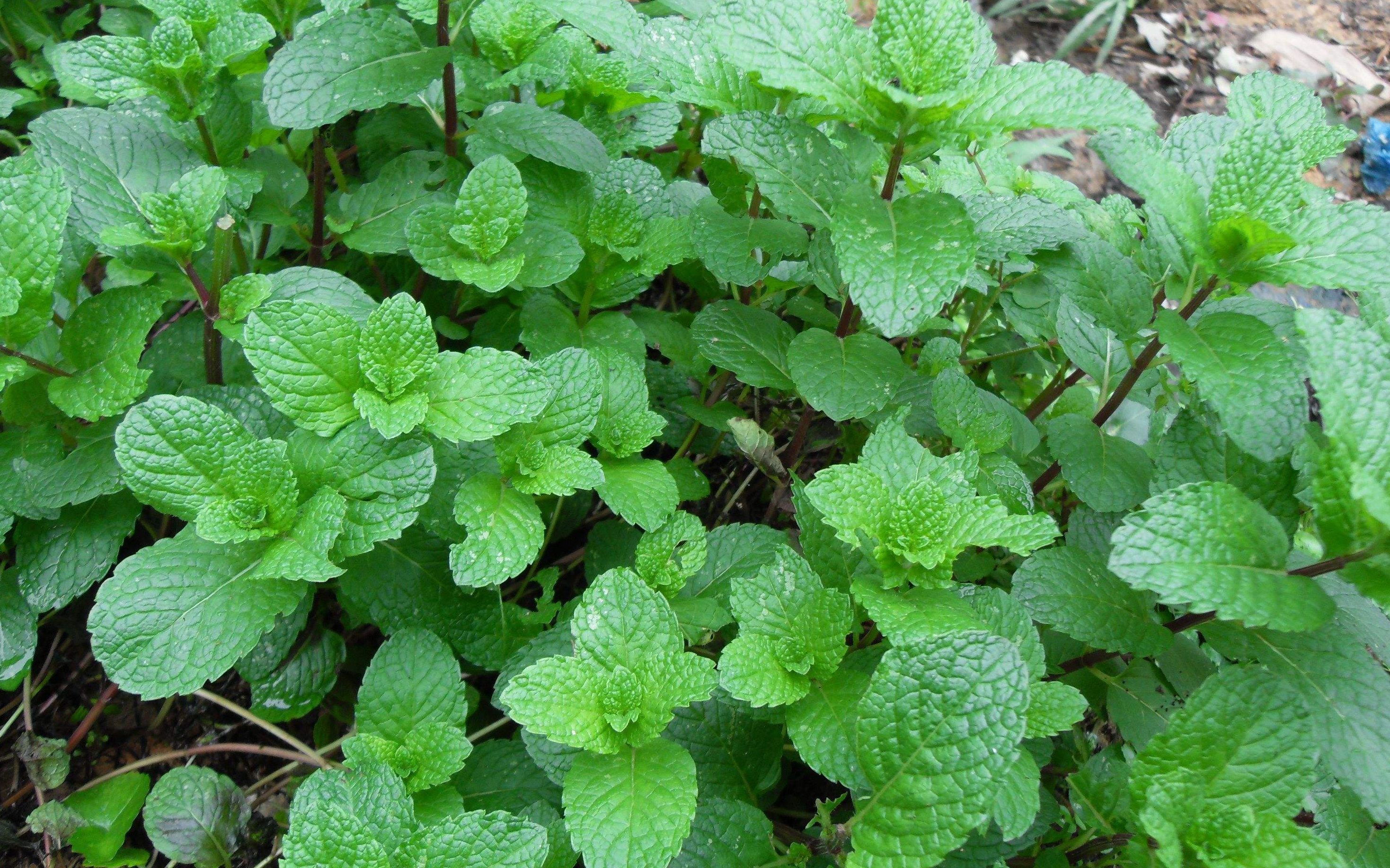 薄荷为什么会让你觉得凉凉的,这种凉是真实的吗?