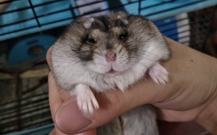 【仓猪】性感鼠仔,在线变形