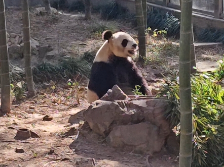 【20241130】大熊猫华丽十二点半加餐哔哩哔哩bilibili