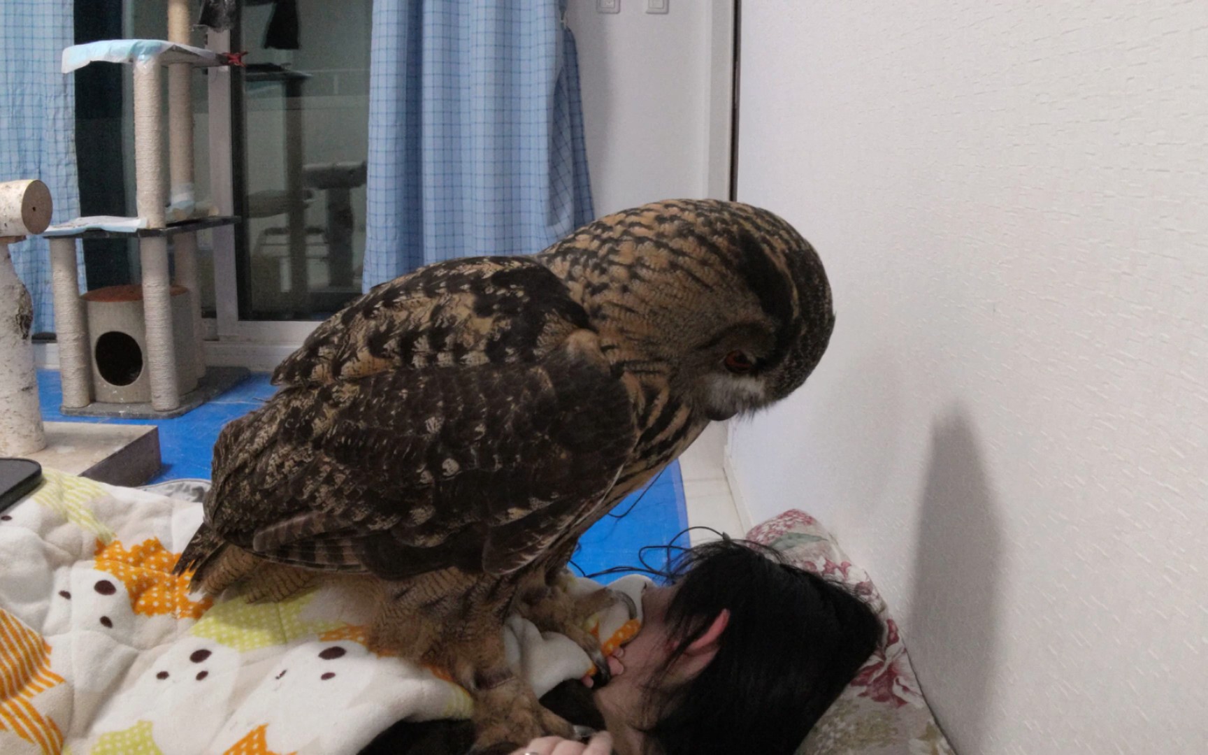 大雕鸮朱尼上床啦