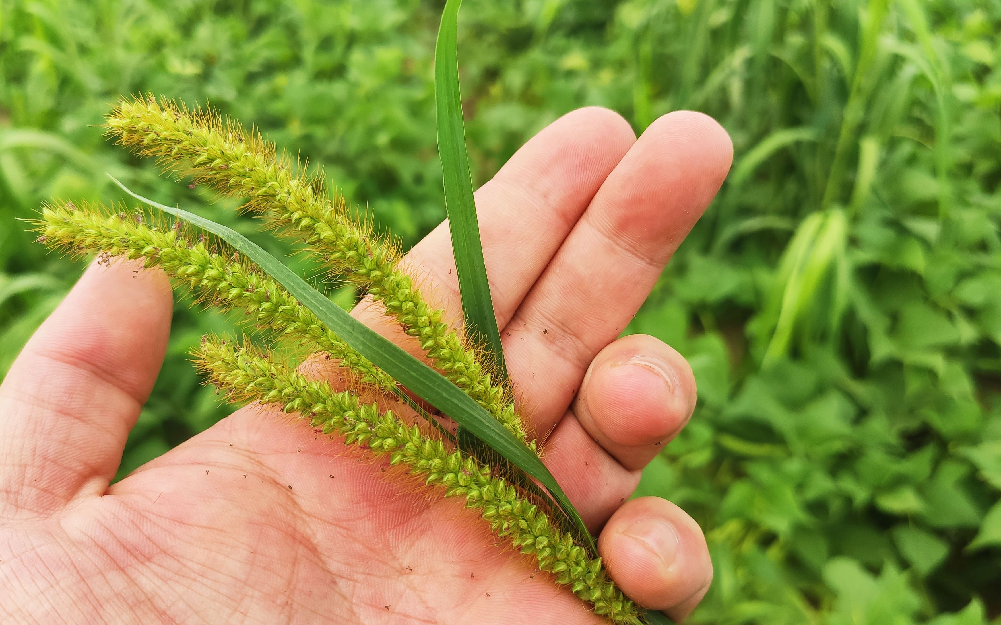 家里吃的小米祖先是他,你知道吗,狗尾巴草还有这功能
