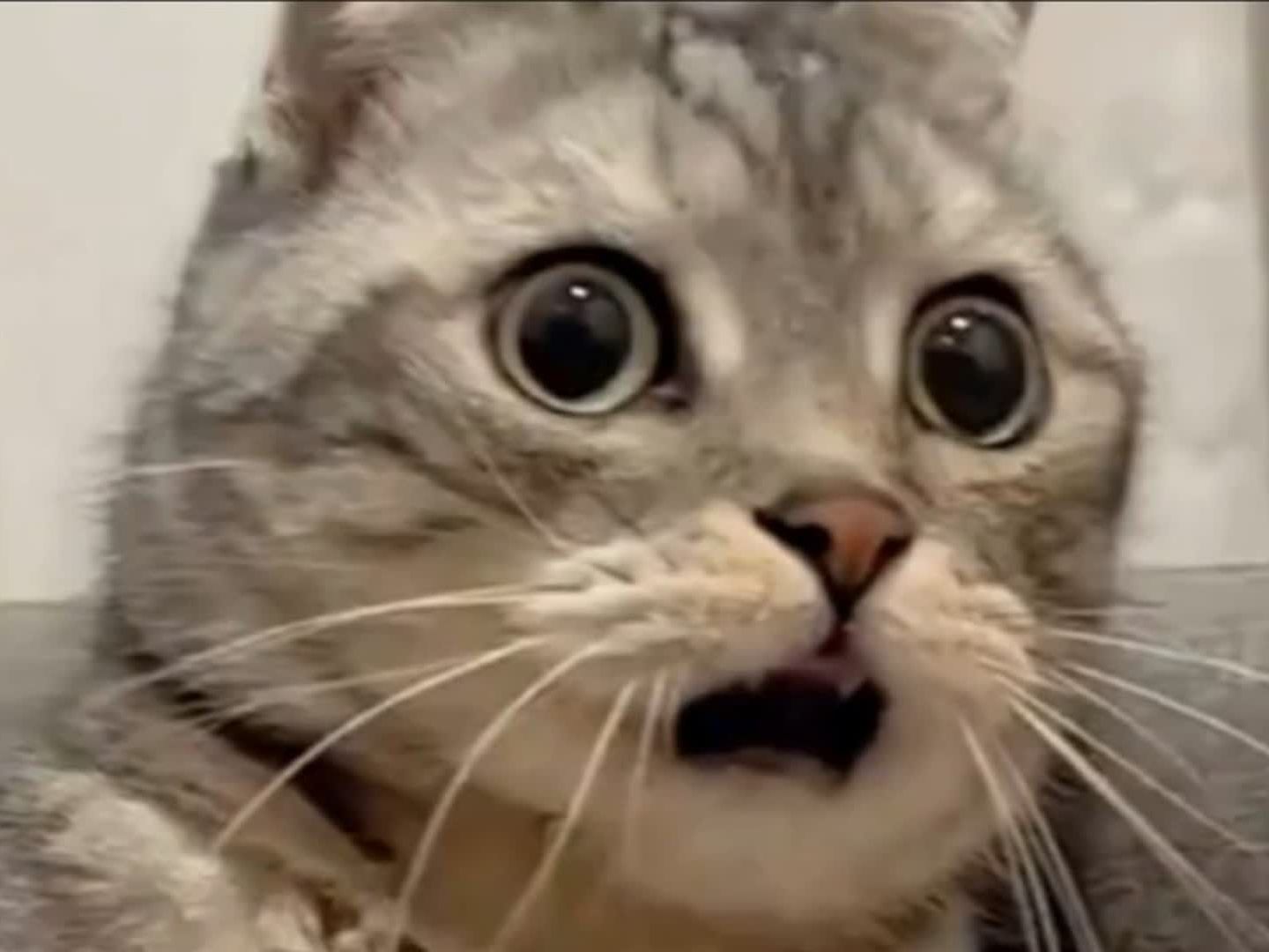 "猫猫震惊一整年"