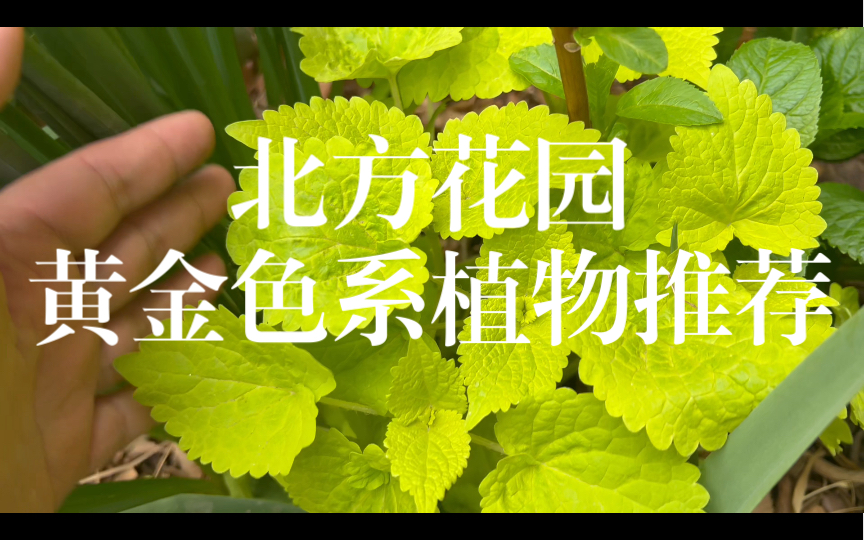 北方花园黄金色系的植物推荐哔哩哔哩bilibili